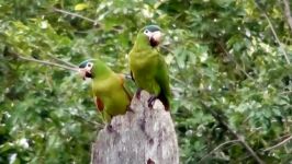 ماکائوی شانه قرمز یا هانس Hahns Red shouldered macaw