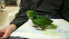 جوجه طوطی آفریقایی ژاردین African Jardine Parrot