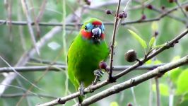 طوطی انجیری چهار چشمی Double eyed Fig Parrot