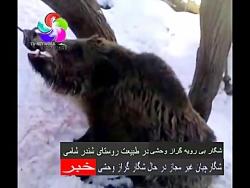 شگار بی رویه گراز وحشی در طبیعت روستای شندر شامی