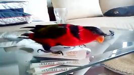 لوری کلاه سیاه Black capped Lory