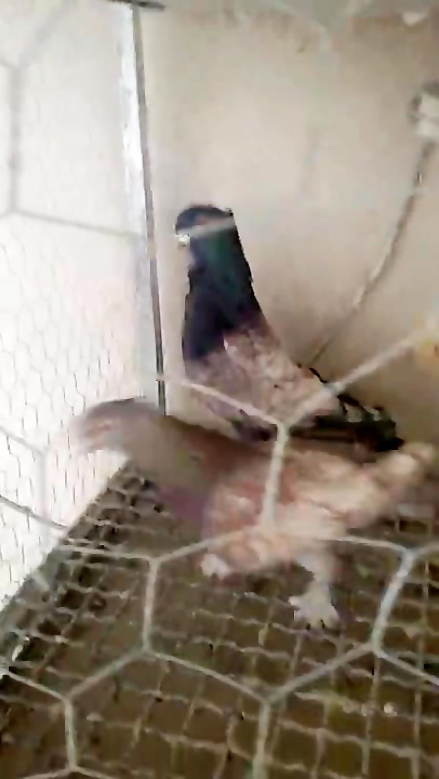 فروش کبوتر ساتن طاووسی