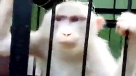 albino monkey