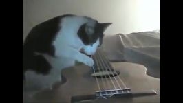 زلزله گربه مشتاق یادگیری گیتار