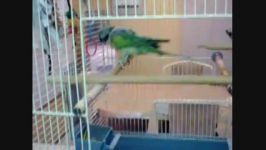 پاراکیت سبیل دار Moustached Parakeet or Derbian