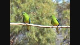 پاراکیت شکم نارنجی Orange bellied Parrots or Parakeets