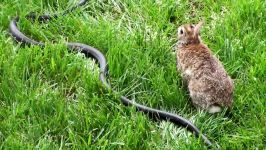 جنگ میان خرگوش مار برای دفاع بچه خرگوش ها