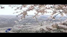 پیک آشنا چهارمحال بختیاری  شکوفه های بهاری