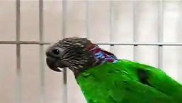 ماکائوی پیشانی قرمز Red Fronted Macaw