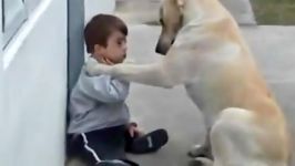 Sweet Mama Dog Interacting with a Beautiful Child with