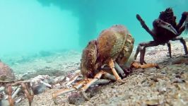 Molt Hard Die Harder  Spider Crab Vs Giant Stingray 20