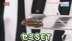 مسابقه عجب ژاپنیخوراندن سوسک به رقیب طریق فوت کردن