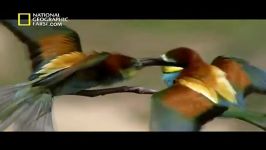 مستند طبیعت روسیه مرز وسیع National Geographic Wild Russia The Great Divide