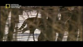 مستند طبیعت روسیه جنگل راز آمیز National Geographic Wild Russia The Secret Forest