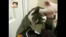 زدن سگ به وسیله گربه