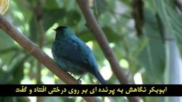 خداوند آرزوی همه را برآورده کند