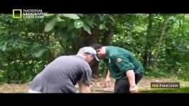 مستند دکتر مایک جزیره بورنئو National Geographic Dr Mike Borneo Island