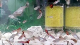 ماهی های آکواریومی گوپی Guppy Fish