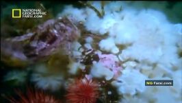 مستند قاطلین بالفطره صخره های مرجانی National Geographic Coral Reef