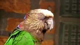 جفت طوطی سر شاهینی Hawk headed Parrot