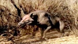 Entelodont خوک جهنمی 