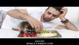 baby raccoon بچه راکن بچه راکون