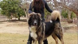 Caucasian Shepherd