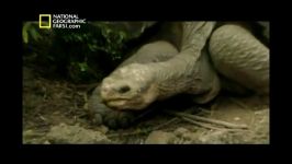 مستند تنها ترین حیوان دنیا National Geographic The Most Loniest Animal In The World