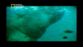 مستند اسب آبی National Geographic Behemoth.flv