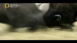 مستند خرس های خاکستری National Geographic Grizzly Cauldron.flv