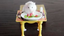 همستر کوتوله سفید بر سر میز شام