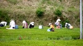 tea harvester