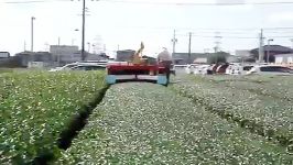 tea harvesting machine