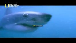 شکارچیان کوسه سفید National Geographic White Shurk.flv