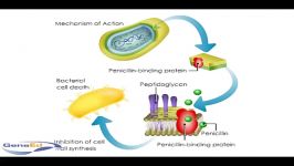 مکانیسم عمل پنیسیلین