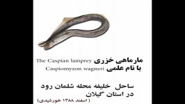 کلیپ مارماهی خزری Caspian lamprey در شلمان رود گیلان