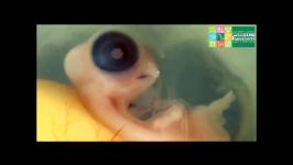 فیلم حیرت انگیز تداوم حیات در جنین شترمرغ