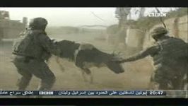 دعوای گاو عراقی سگ امریکایی