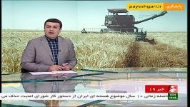 افزایش خرید گندم کشاورزان