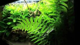 waterfall paludarium