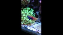 BLUE STARE LEOPARD WRASSE