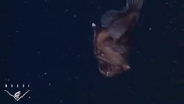 اولین فیلم نوعی ماهی Anglerfish