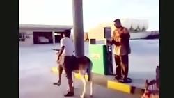 یک خر بسسیار عجیب درایران بنزین کار میکند