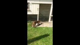 روباه نتوانست مرغی شکار کند، به صاحبخانه حمله کرد