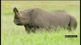 مستند بازگشت کرگدن National Geographic Return Of The Rhino