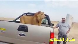 نیروهای جیش المهدی وگرفتن شیر نر در نینوای عراق