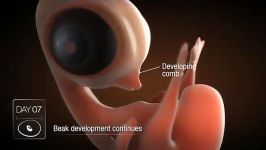 مراحل رشد جنین درون تخم مرغ