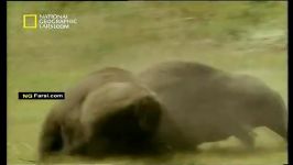 مستند بازگشت بوفالوی امریکایی National Geographic American Buffalo Battling Back