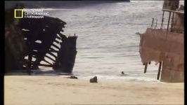 مستند فوک های طلایی ساحل اسکلت National Geographic Golden Seals Of Skeleton Coast