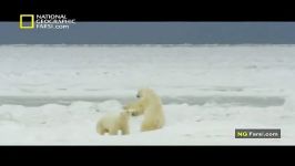 مستند طبیعت روسیه قطب شمال National Geographic Wild Russia the arctic